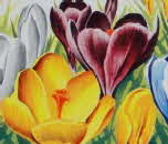1960s Shredded Wheat Free Crocus Corms & Fred Streeter Bulbs (1