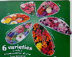 2006 Shredded Wheat Free Sutton Seeds (2)1 small