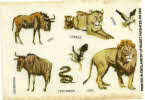 1976 Spoonsize Safari Letraset (1)3 small