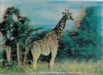 1971 Sugar Smacks 3D Wildlife Picture Cards 1 (2)1 small 3