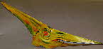 1993 Cornflakes Dinosaur Heads No 2 Pteranodon made1 small