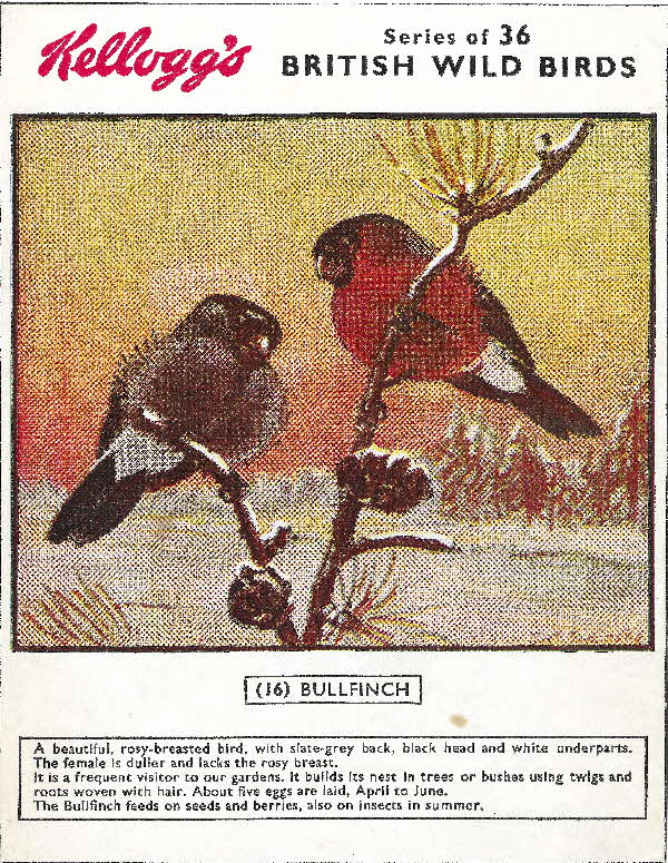 1950s Rice Krispies British Wild Birds no 16 Bullfinch (2)