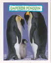 1996 Sugar Puffs Penguins cards front1