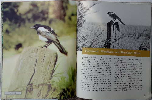 1950s Weetabix Wonder Book of Birds (4)