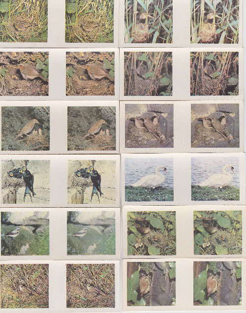 1962 Weetabix British Birds 3D cards 2 front