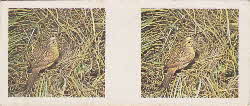 1962 Weetabix British Birds 3D cards 3 front