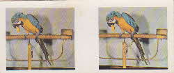 1961 Weetabix Our Pets 3D Cards 3 front