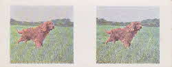1960 Weetabix Working Dogs 3D Cards 4 front