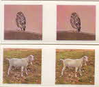 1961 Weetabix Our Pets 3D Cards 4