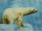 1971 Sugar Smacks 3D Wildlife Picture Cards (2)1 small